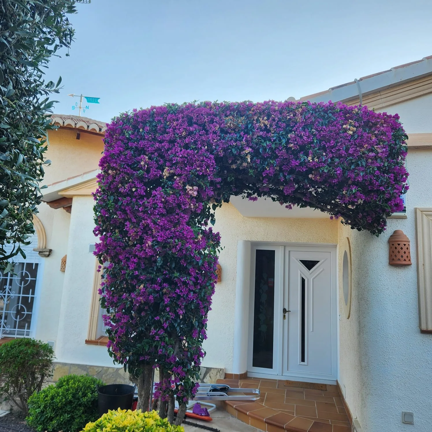 Buganvilla perfilada - Terranova Jávea