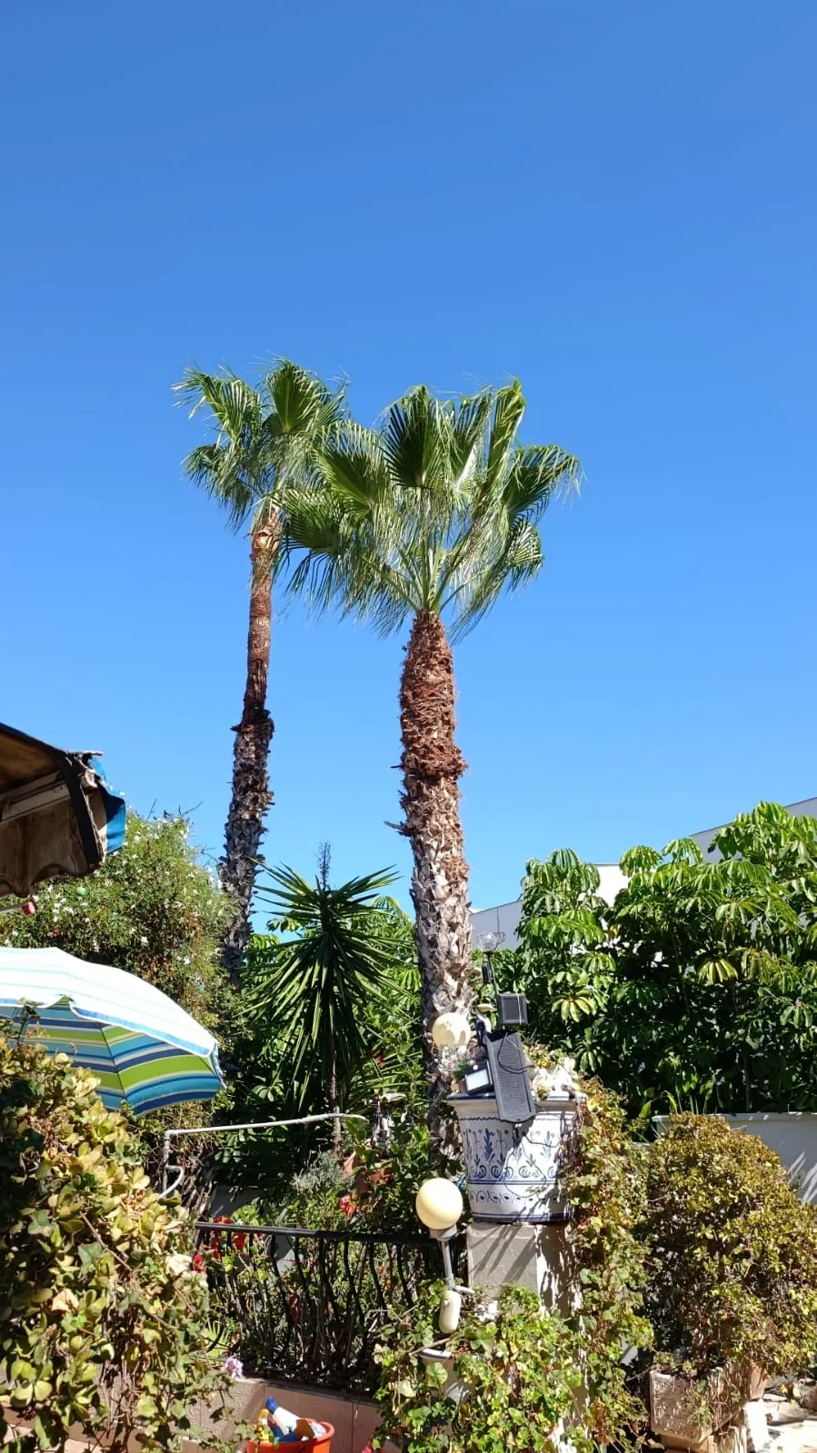 Palmeras en jardín - Terranova Jávea