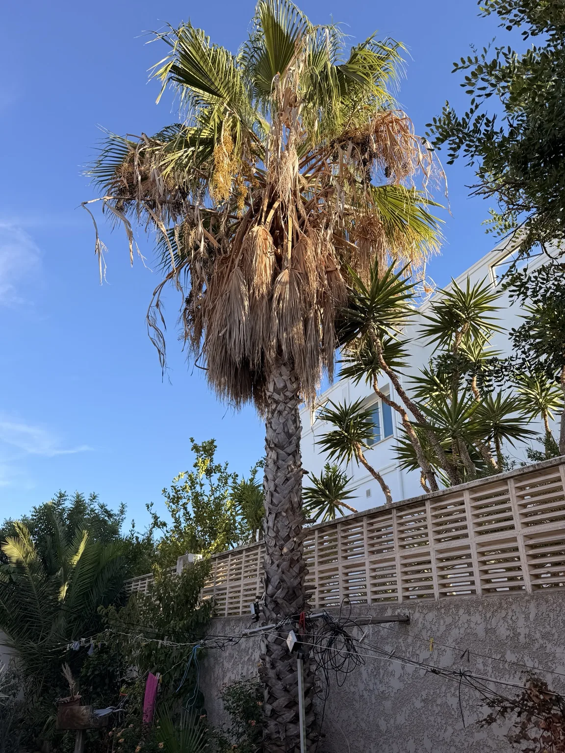Poda de palmera - Terranova Jávea