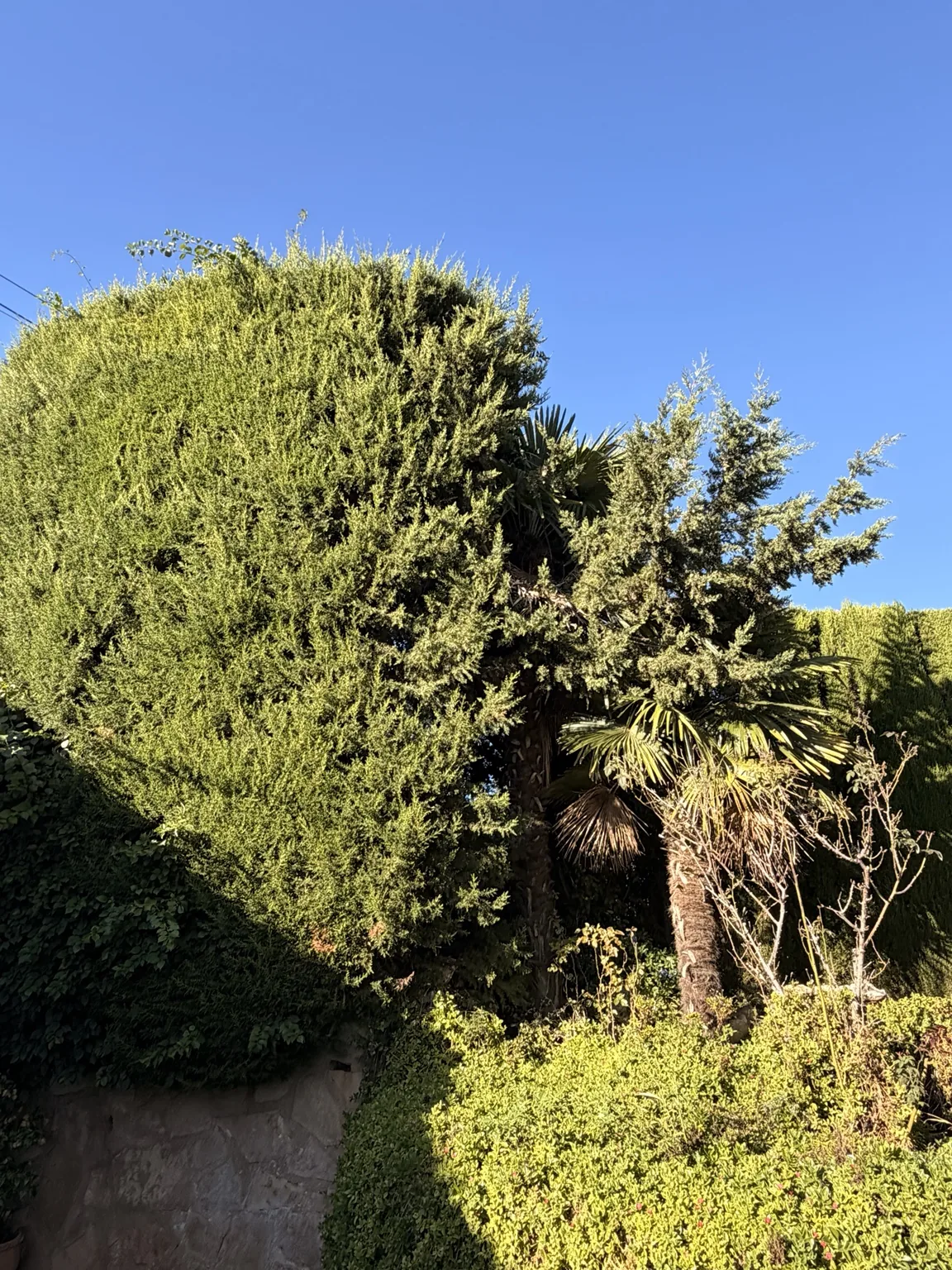Plantación de árboles y setos