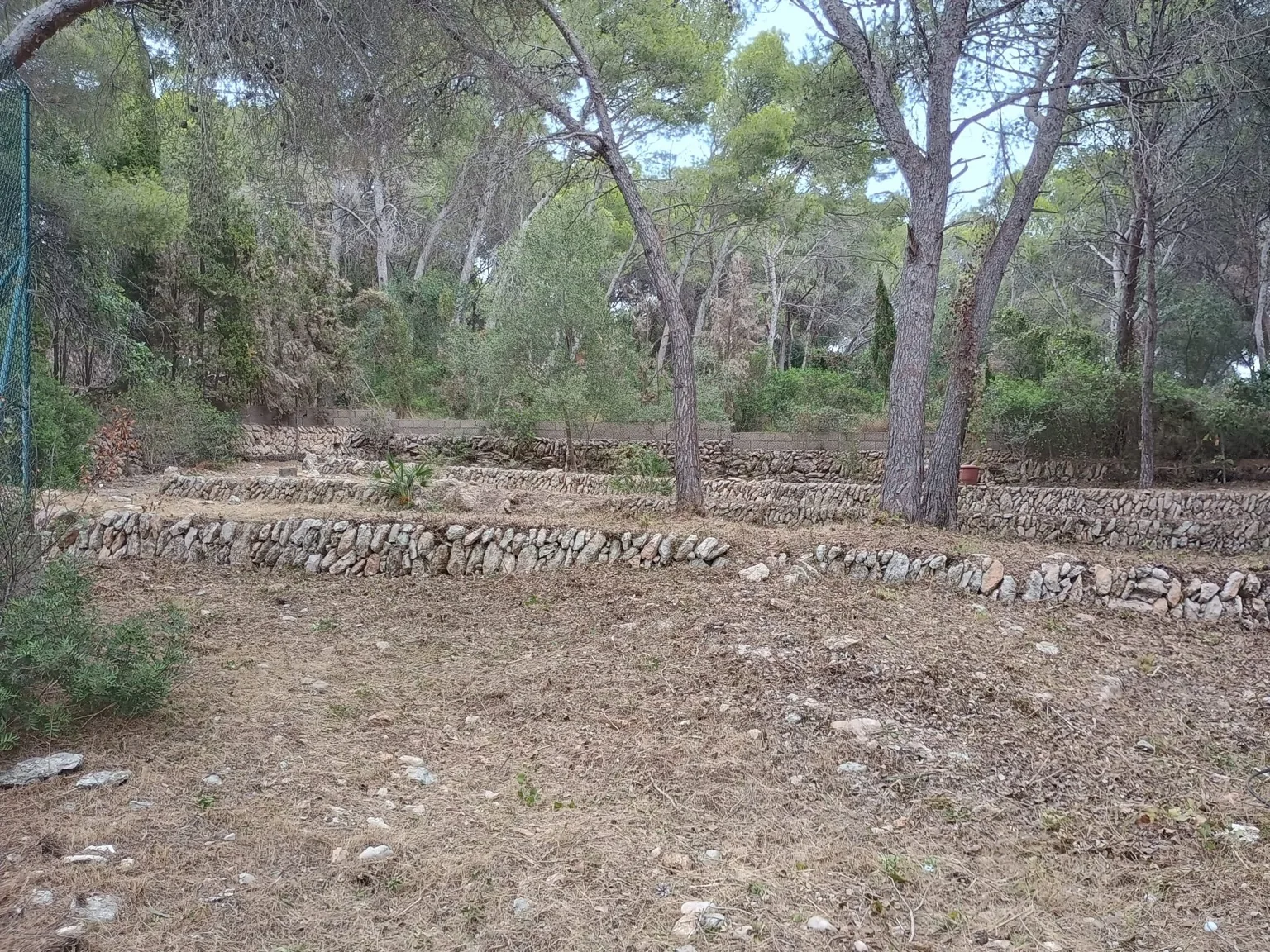 Desbroce y limpieza - Terranova Jávea
