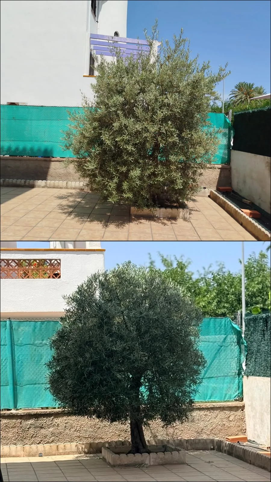 Olivo antes y después - Terranova Jávea