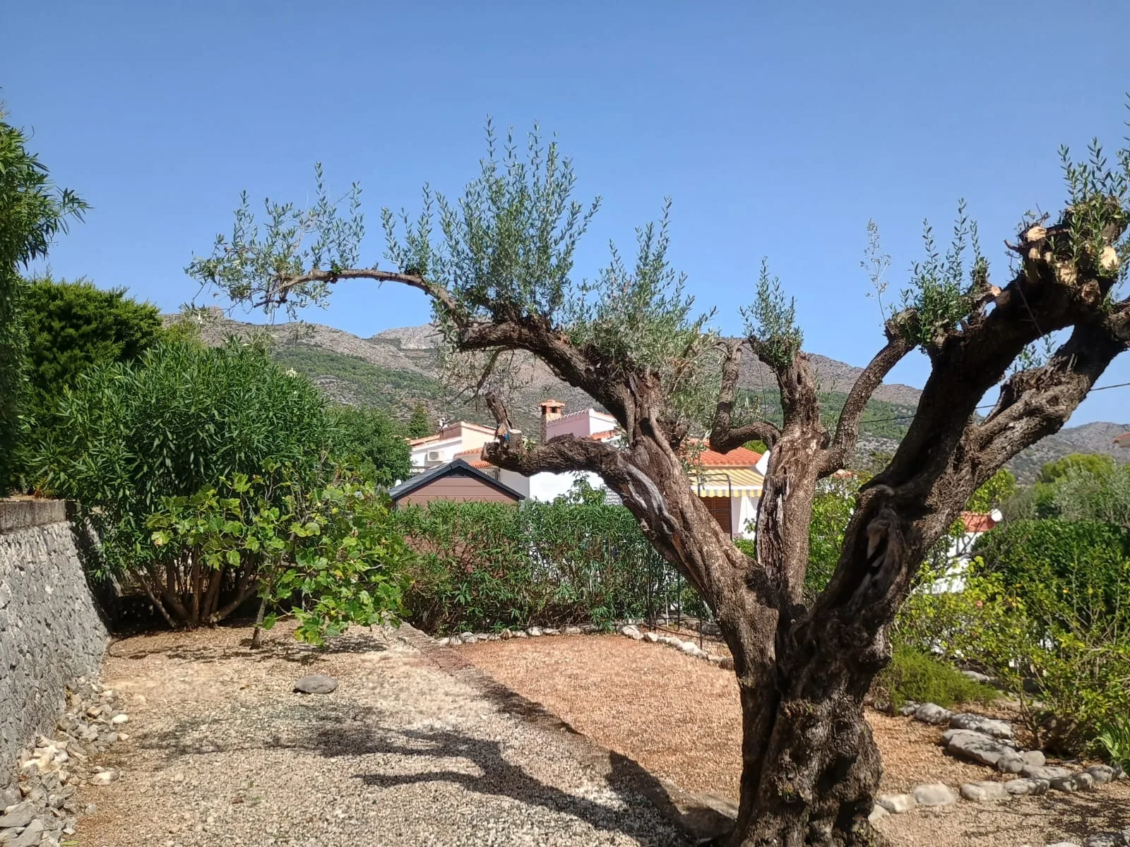 Poda de árboles