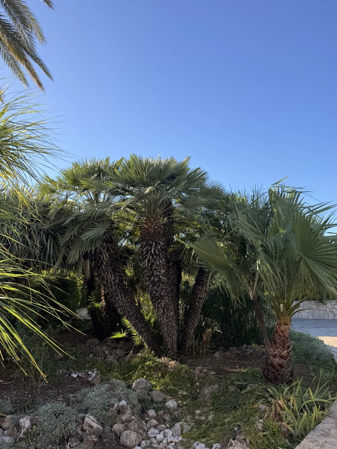 Palmeras y jardín - Terranova Jávea