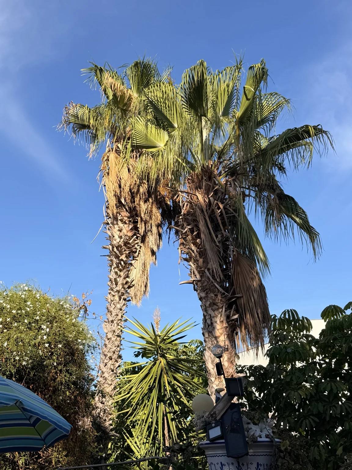 Palmeras de gran altura - Terranova Jávea
