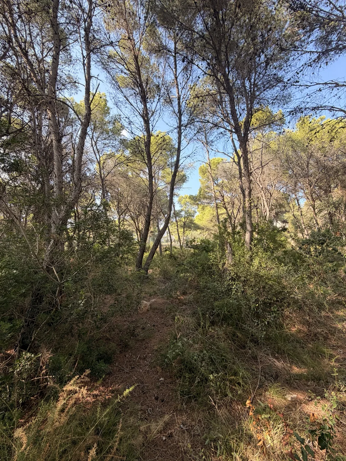 Poda de pinos