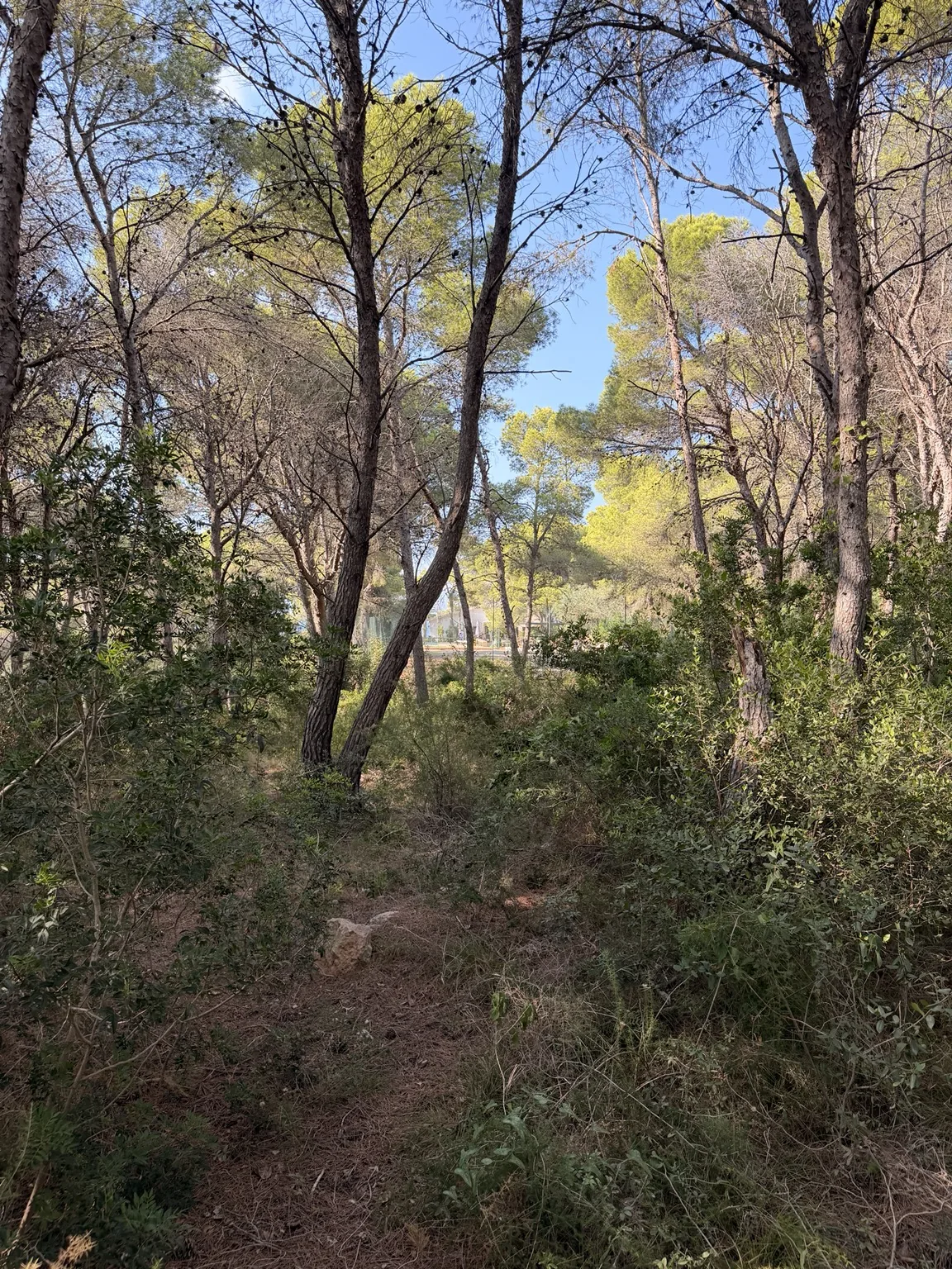 Parcela antes - Terranova Jávea