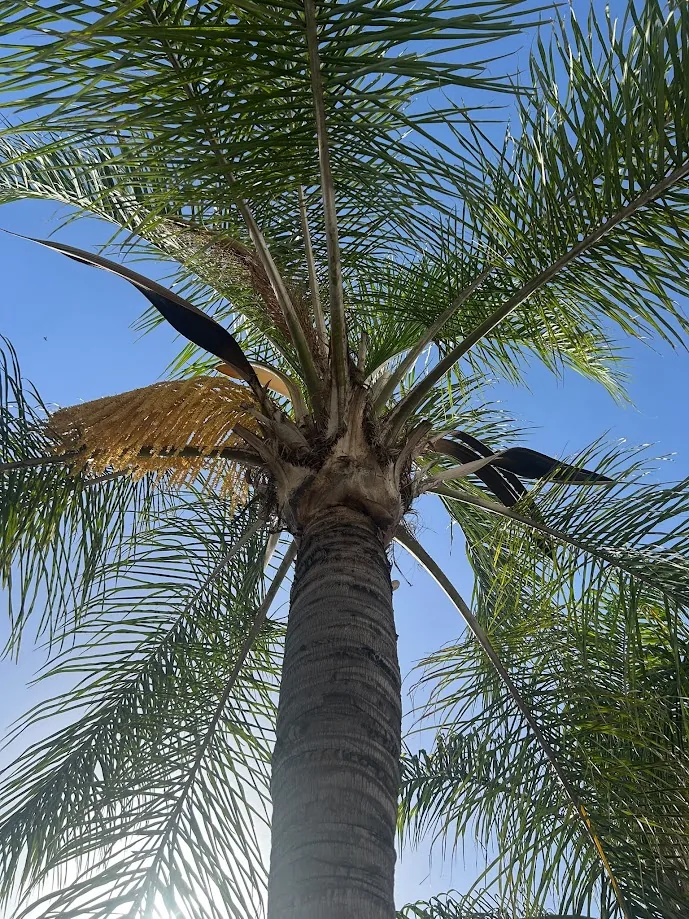Detalle de la corona y hojas de una palmera para valorar su poda