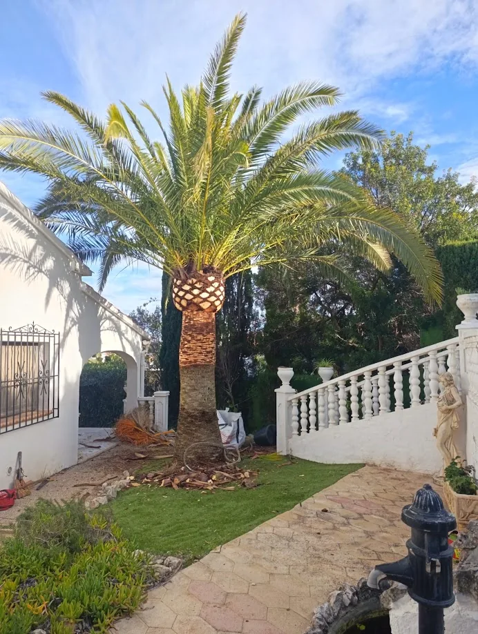 Palmera datilera en un jardín residencial de Jávea