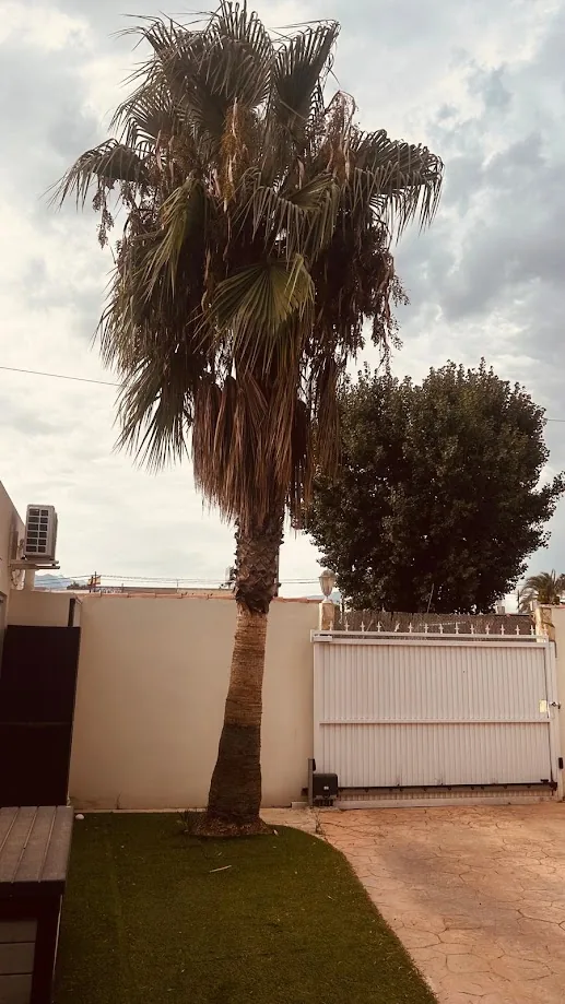 Palmera con hojas secas acumuladas antes de podar en Jávea