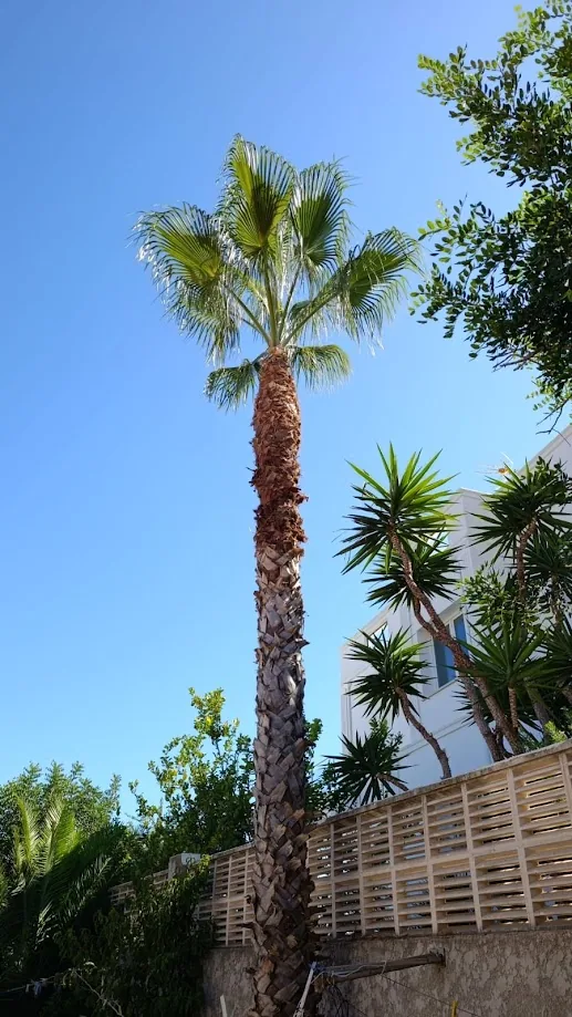 Palmera con la copa limpia en el jardín de una villa de Jávea