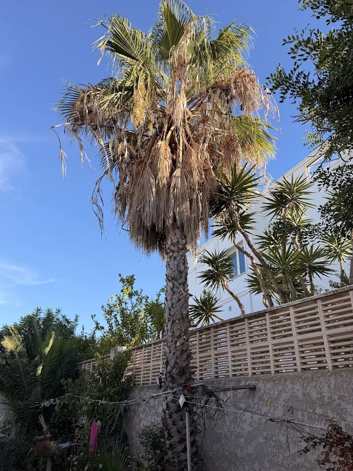 Palmera sin podar con hojas secas acumuladas en Jávea