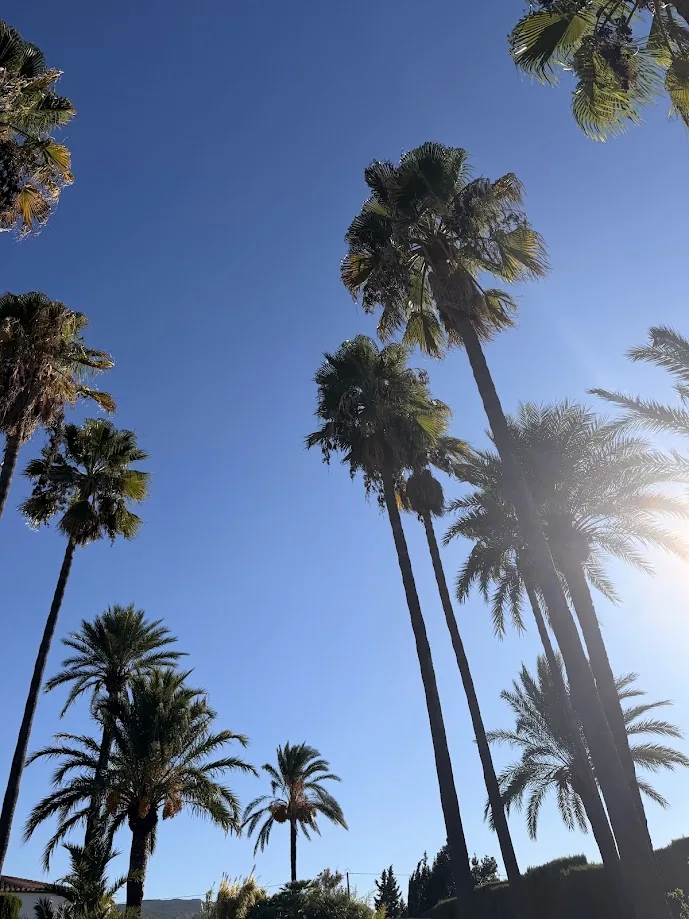 Grupo de palmeras altas en una zona residencial de Jávea Xàbia