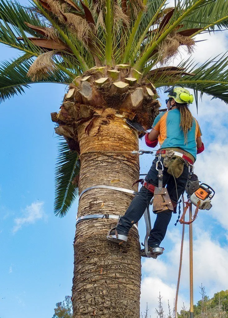 Profesional realizando poda de palmera en altura en Jávea