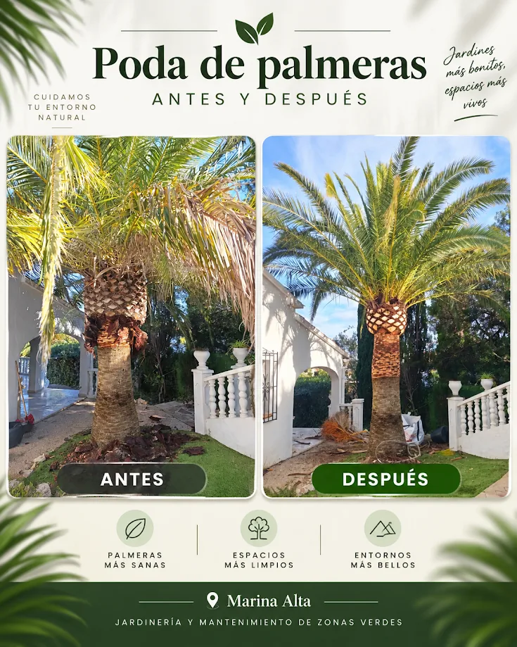 Comparativa antes y después de una poda de palmera