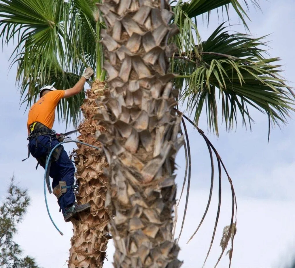 Profesional podando una palmera mediante trabajo vertical en Jávea